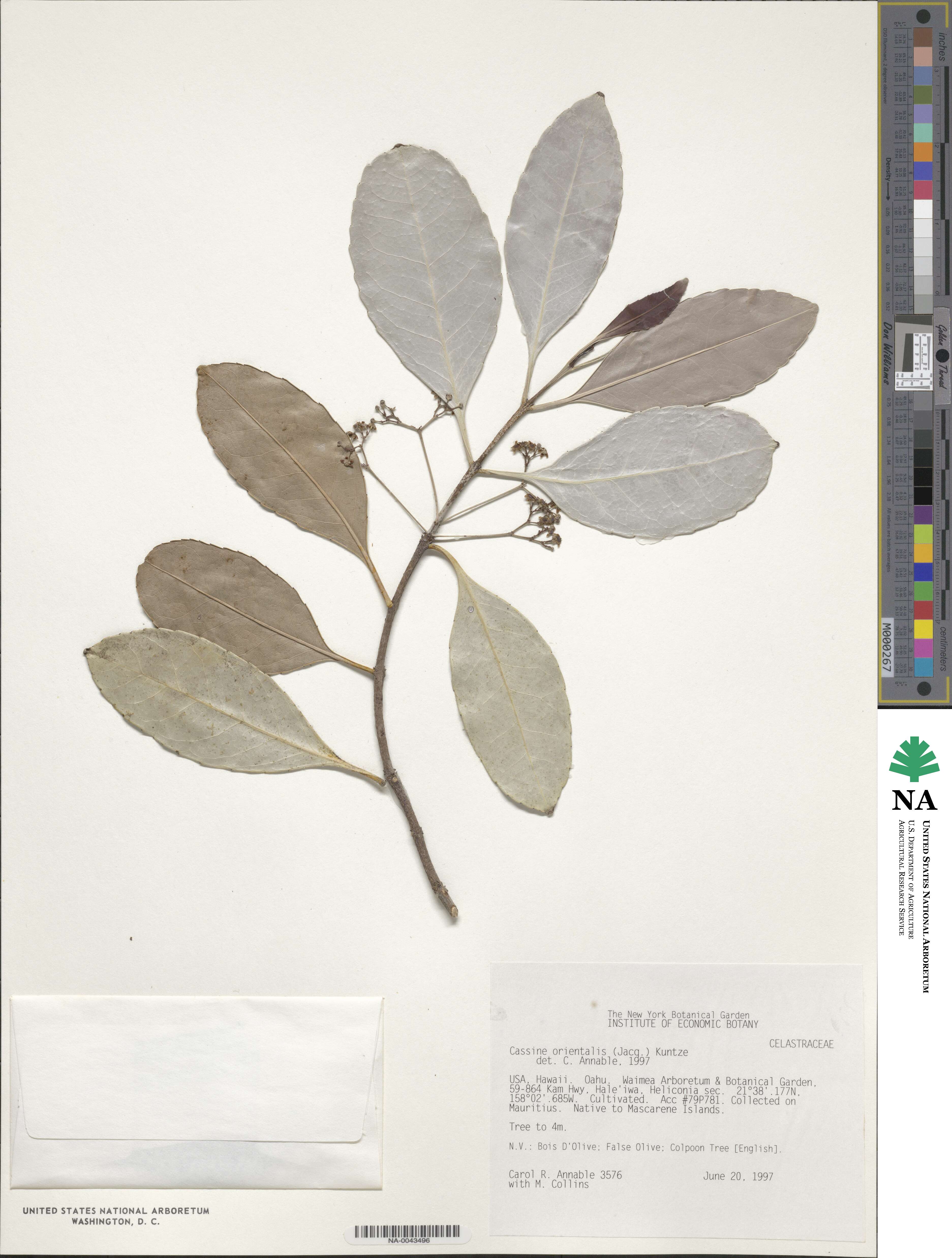 Elaeodendron orientale image