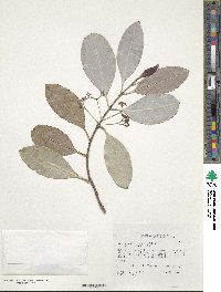 Elaeodendron orientale image