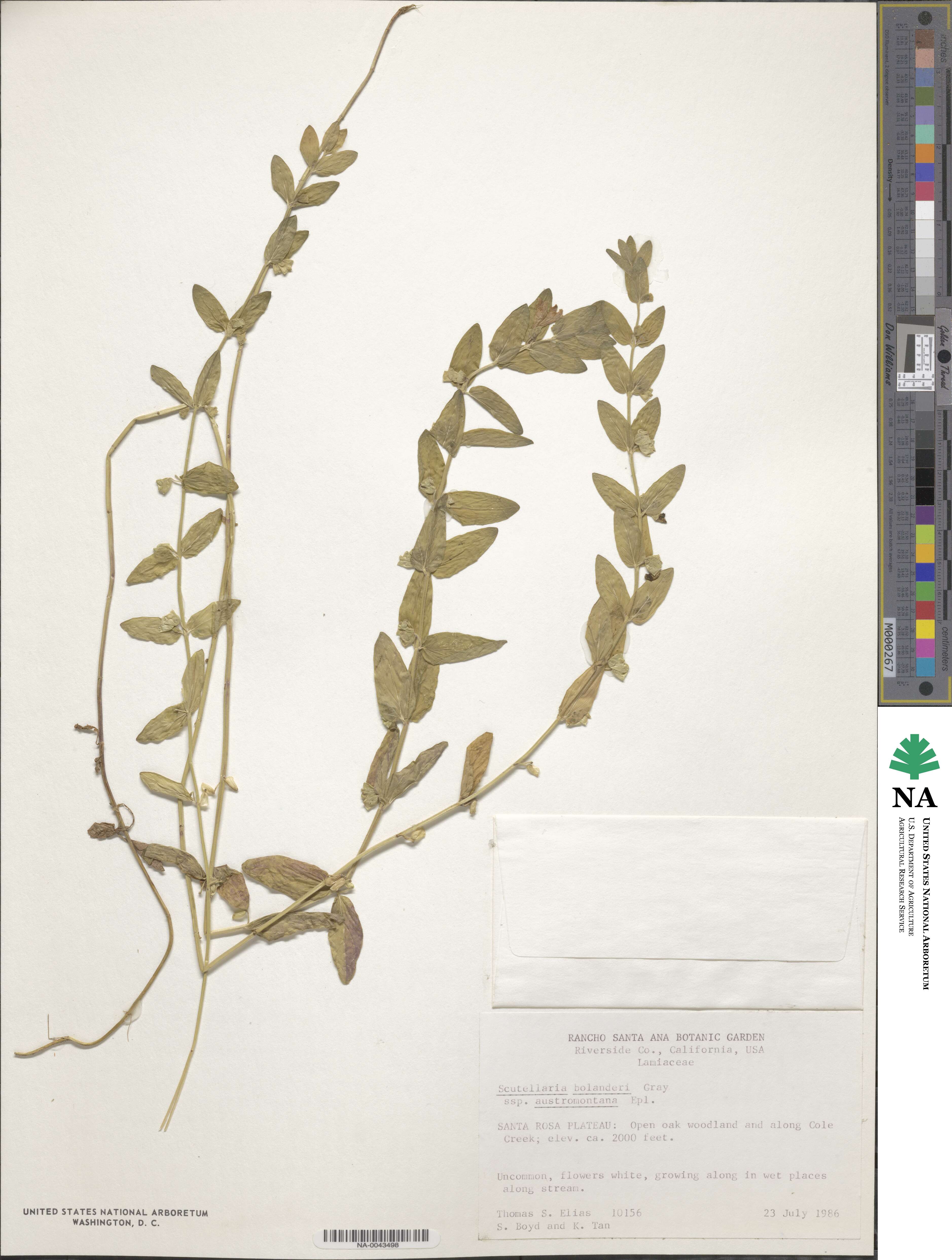 Scutellaria bolanderi subsp. austromontana image