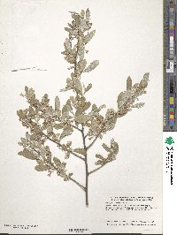 Elaeagnus umbellata image