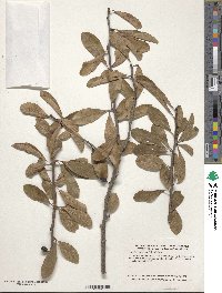 Sideroxylon lanuginosum image