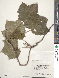 Parthenocissus tricuspidata image