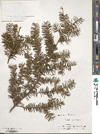 Taxus canadensis image