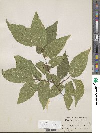 Celtis occidentalis image