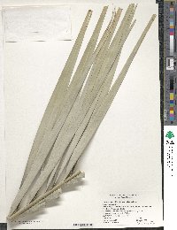 Image of Phoenix dactylifera