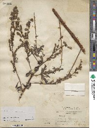 Artemisia vulgaris image