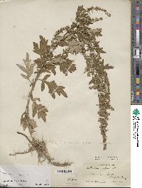 Artemisia vulgaris image