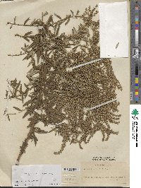 Artemisia vulgaris image