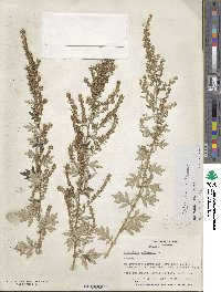 Artemisia vulgaris image