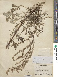 Artemisia vulgaris image