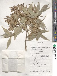 Fraxinus sieboldiana image