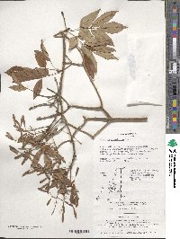 Fraxinus sieboldiana image