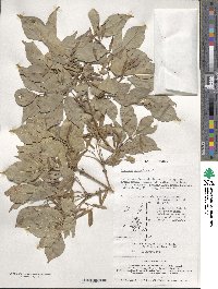 Fraxinus sieboldiana image