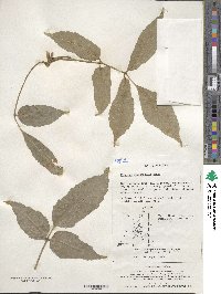 Fraxinus chinensis subsp. rhynchophylla image