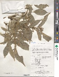 Fraxinus chinensis subsp. rhynchophylla image