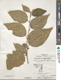 Grewia biloba var. parviflora image