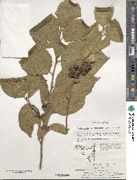 Grewia biloba var. parviflora image