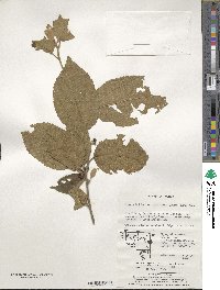 Grewia biloba var. parviflora image