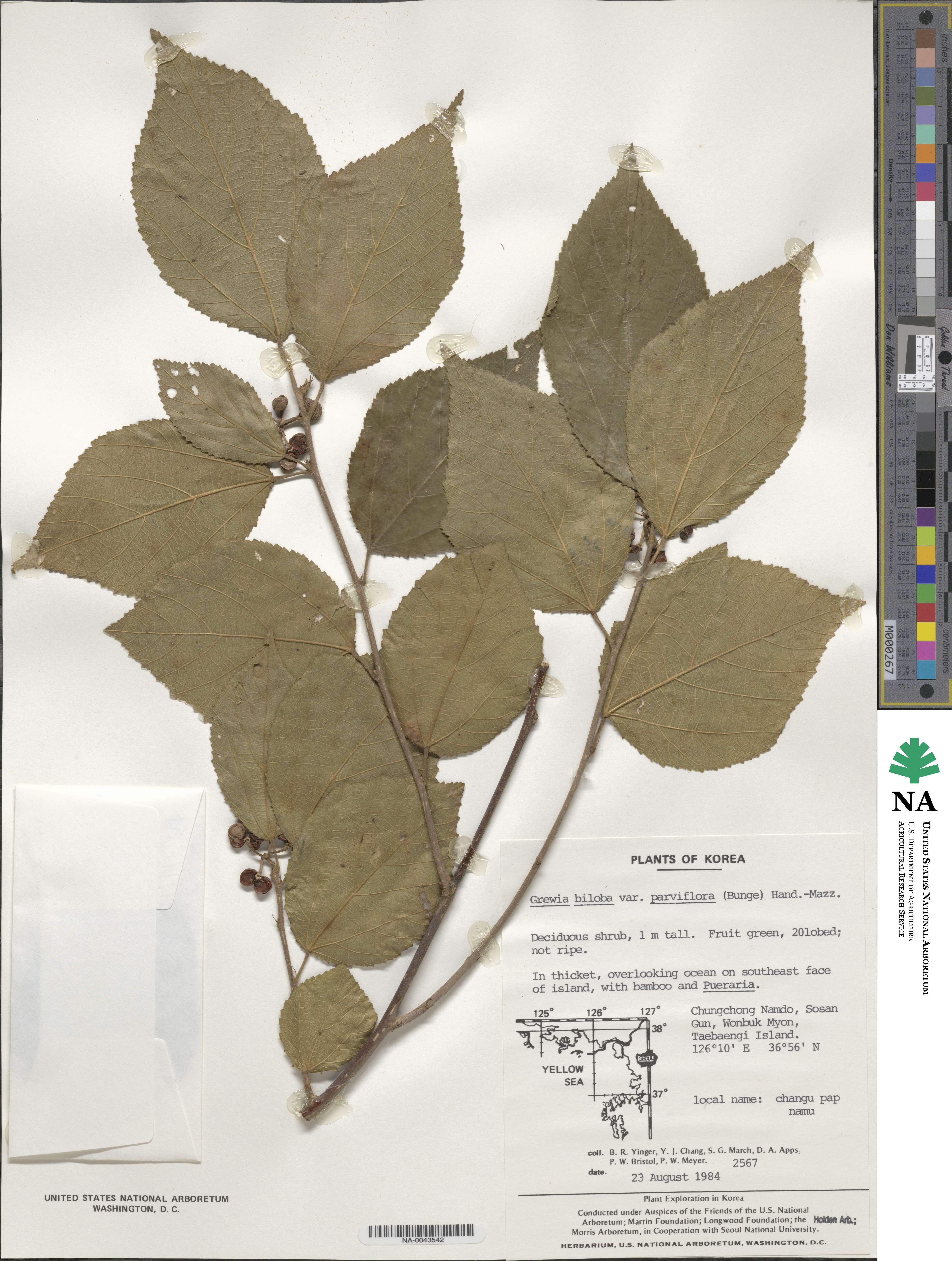 Grewioideae image