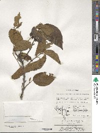 Grewia biloba var. parviflora image