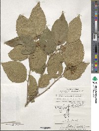 Grewia biloba var. parviflora image