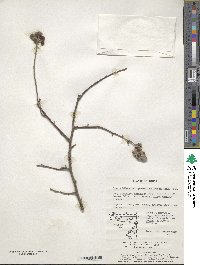 Grewia biloba var. parviflora image