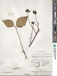 Grewia biloba var. parviflora image