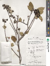 Grewia biloba var. parviflora image