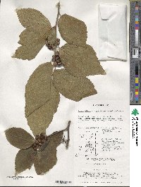 Grewia biloba image