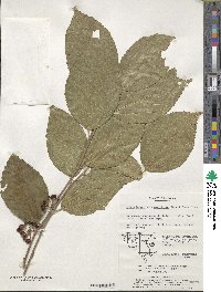 Grewia biloba var. parviflora image