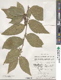 Grewia biloba image