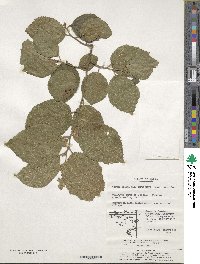 Grewia biloba var. parviflora image