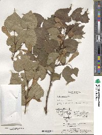 Tilia amurensis image