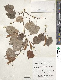 Tilia amurensis image