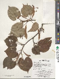 Tilia amurensis image