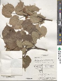 Tilia amurensis image