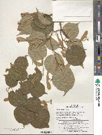 Tilia amurensis image