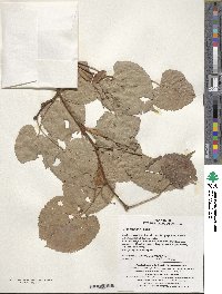 Tilia amurensis image