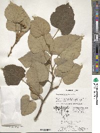 Tilia mandshurica image