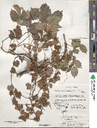 Parthenocissus tricuspidata image