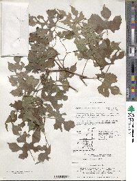 Ampelopsis glandulosa image