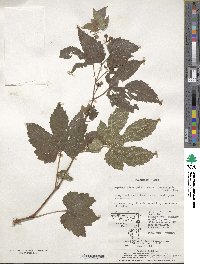 Ampelopsis glandulosa image