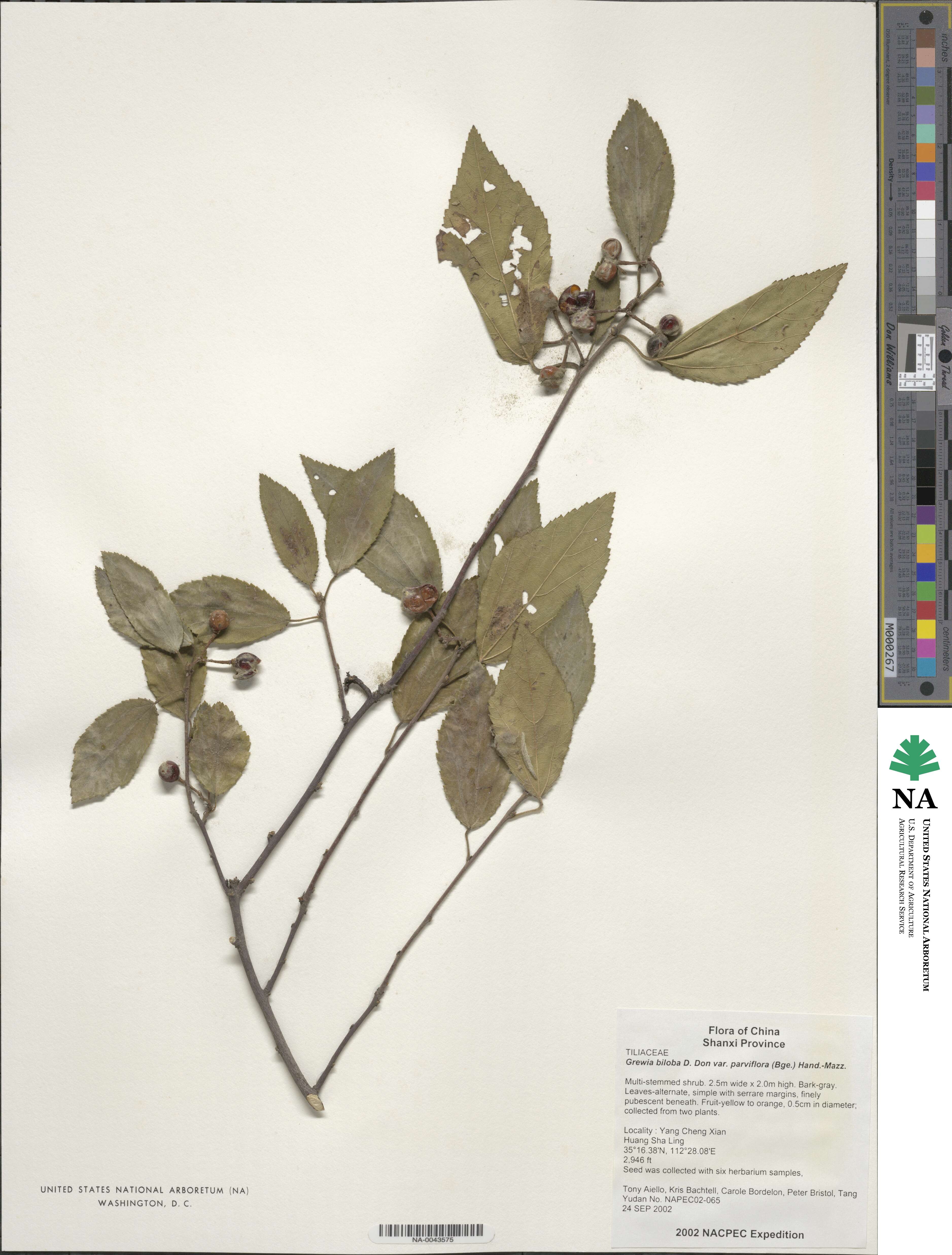 Grewia biloba var. parviflora image