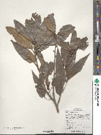 Quercus acutissima image