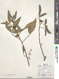 Zanthoxylum armatum image