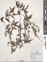 Vitex negundo var. negundo image