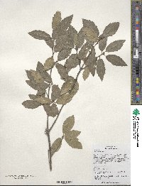 Quercus baronii image