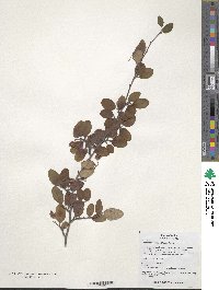 Cotoneaster submultiflorus image