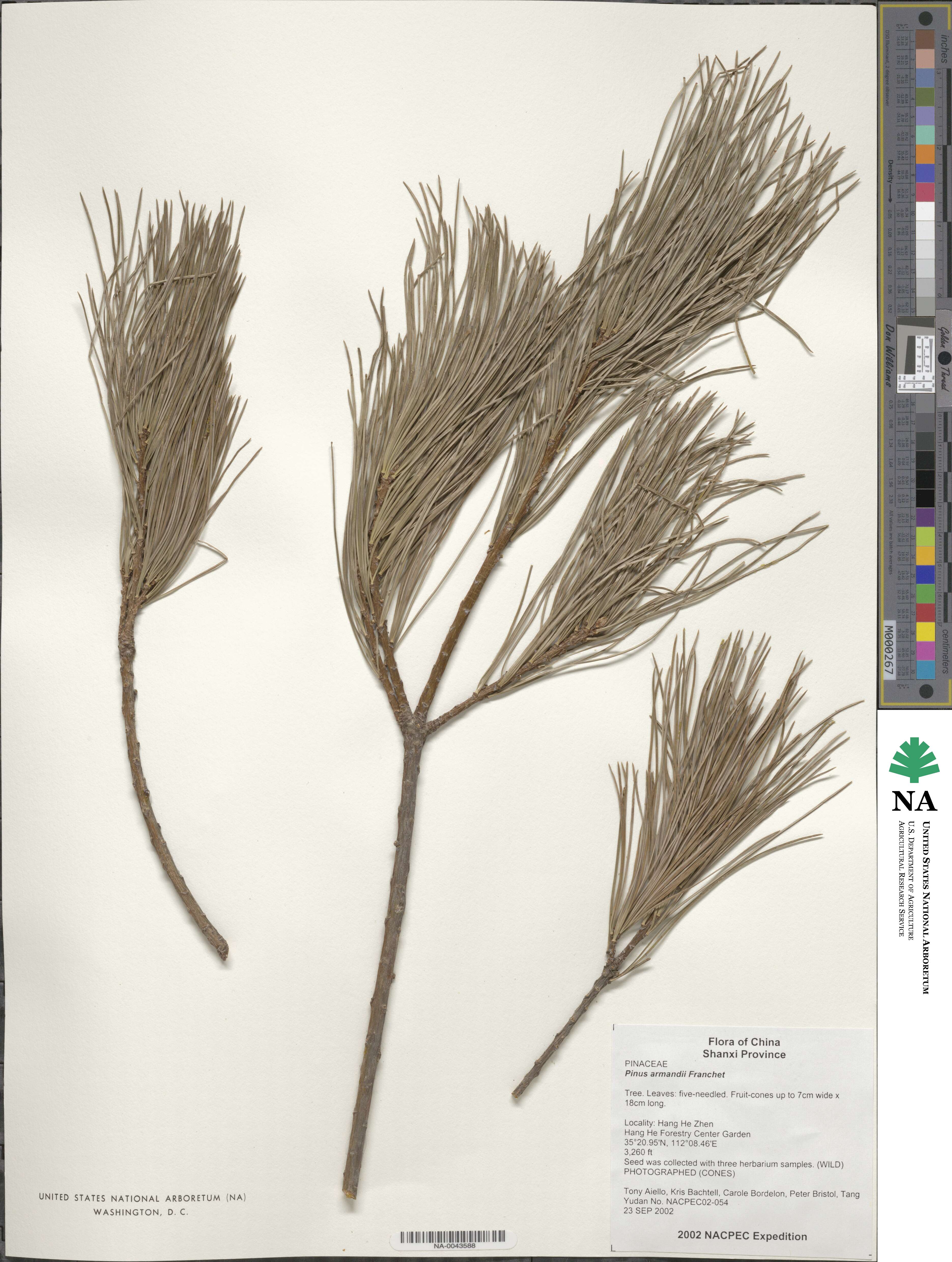 Pinus image