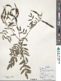 Sophora flavescens image